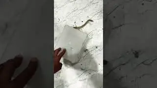 🐍Snake enter our store 🏬 😳@Imrantechnicalguru