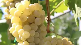 Мои технические сорта винограда перед срезкой. 22.09.2022