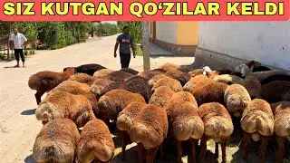 100/ NASILDOR QO‘ZILAR KELDI