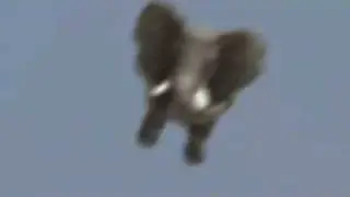 elephant landing