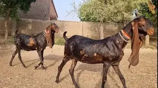 Bakra Goat Roast | Bakra Mandi 2021