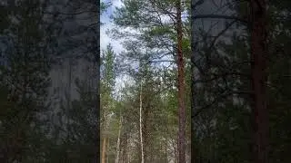 Лето наступило #wildlife #birds #nature #forest