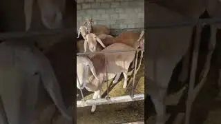 АРАШАН СОВЛИКЛАРИ СОТИЛАДИ 🐏🐑☎️+99890 619 19 00