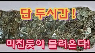 참게잡이 이삭줍기권법으로 2시간에 150마리 ! ! !