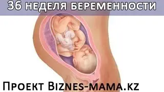 36 неделя беременности