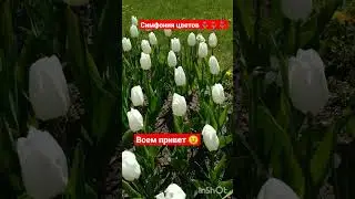 #тюльпаны