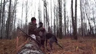 Охота с ДРАТХААРОМ. Октябрь 2019.