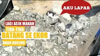 Lagi asik makan tiba tiba datang se ekor kucing kelaparan. 