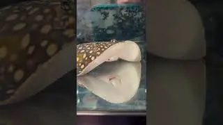 I love interacting with these amazing creatures.  #stingray  #freshwaterstingray #thesnakepitduluth