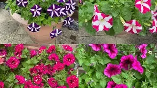 Flowers and birdsong in our garden- no talking 🌸🌺🐓🇬🇧