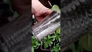 Петуния серии 