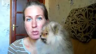 Как выбирать щенка шпица ?