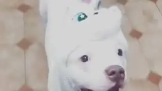 VID 60321018 004517 181 mp4