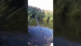 Fish on! 🎣 #fishing #barbelfishing #riverfishing
