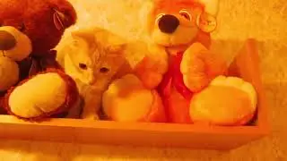 Кот Персик утащил кролика