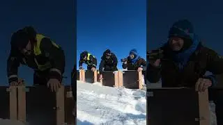 Arctic foxes released into the wild