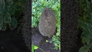 Їжачок