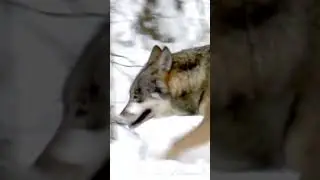 Следы зверей ВОЛК И ЕГО СЛЕДЫ