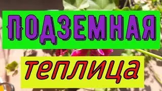 Как быстро набить большое количество горшков. Подземная теплица. Обрезка зональных пеларгоний.