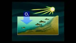 Как меняется поведение Обыкновенного окуня — Perca fluviatilis перед ледоставом и по перволедью ?