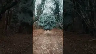 Forest Fractal 