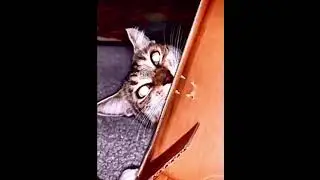 Я злой и страшный …