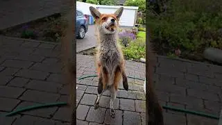 Wild Fox Looking For Some Extra Chicken ❤️🦊