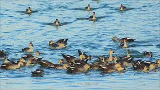 Wild Ducks @NatGeo @NatGeoAnimals @natgeoindia #india #birds #nature #hd #wildlife #duck #asia