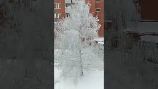 beautiful snow tree