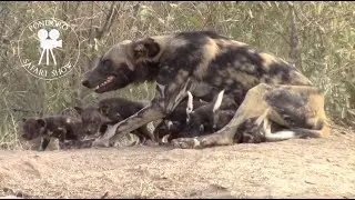 Excitement around wild dog den as they greet the pups