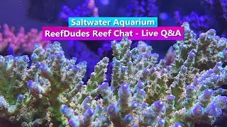 Saltwater Aquarium Reef Chat - Live Q&A