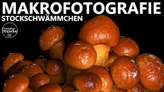30 Tage Makrofotografie | Pilze im Zeitraffer