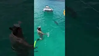 Huge barracuda #seacatz #boatlife #catamaran #boat #lifestyle #travel #boating #shortvideo