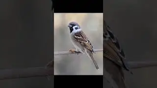2024 sparrow and 5000bce sparrow ||Past animals ||#shorts #Trend #trend #new #evolution#animal#today