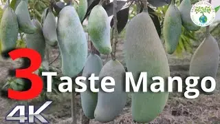3 Test Mango Successful Farming india/Thailand Trees Test mango plant #mango_farming #chokbamonmango