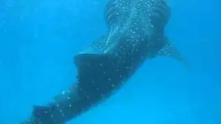 Whale Shark Video at Maamigili, South Ari Atoll, Maldives.mp4