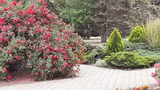 Парк Фрунзе//Дельфинарий// г. Евпатория//Крым