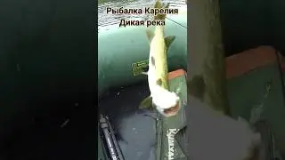 Дикая Река Щучья #карелия #рыбалка #карелия #реки