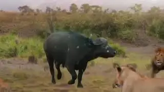 lion vs buffalo fight||buffalo attack lion