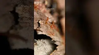 Can a ants sew? 