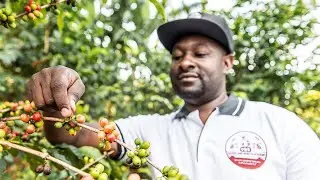 VQS Barista Academy - Training Ugandan Baristas