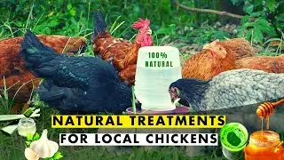 NATURAL TREATMENTS FOR NEWCASTLE, COCCIDIOSIS, CORYZA, CRD & WORMS IN LOCAL/FREE RANGE CHICKENS