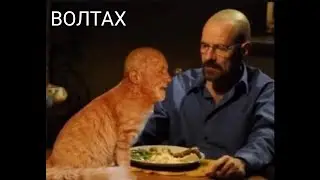 я кот ВОЛТАХ