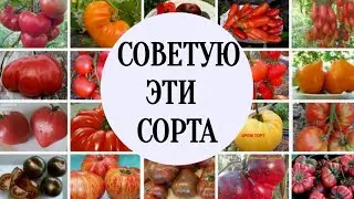 Tomatoes that do not suffer from phytophthora, roasted cottagers are already buying seeds