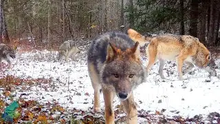 The Cranberry Bay Pack in Fall 2023