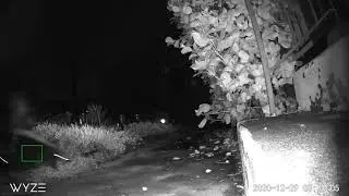 Skunks!
