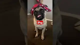 Pug + 2Pac = 2Pug