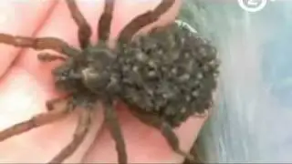 2.0, LO MEJOR DE LA WEB - Animales - Insólita manera de llevar a sus bebes