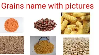 Grains name in English and Hindi//name of some grains