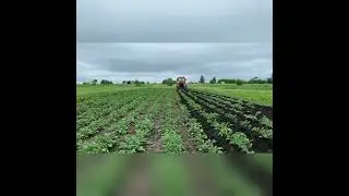 Вот и пришло время окучивать картофель🥔 #shorts
